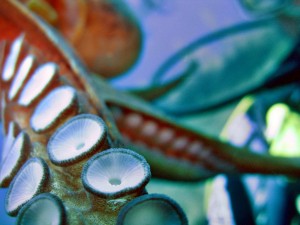 This macro photograph of an octopus tentacle is brought to you by Octa, the creators of the Whale Kit iPad handle and the Monkey Kit ipad stand.